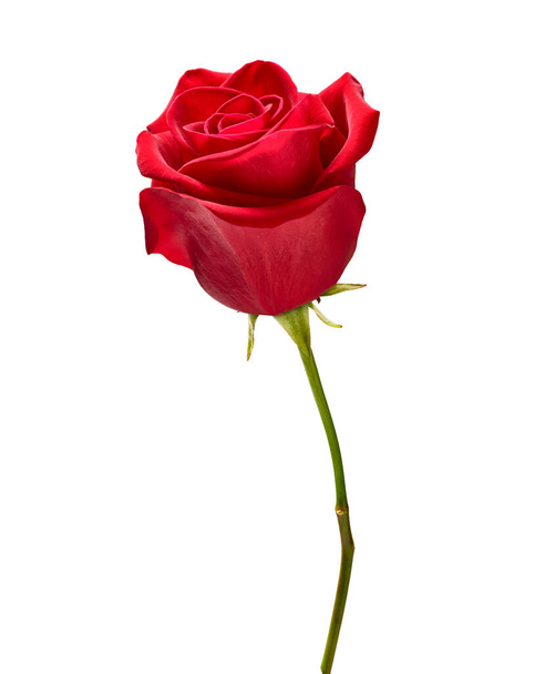 flor rosa pétalo flor rojo naturaleza hermoso fondo
 - Foto, Imagen