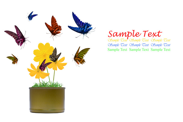 barevné Butterfly izolovaných na květiny - Fotografie, Obrázek