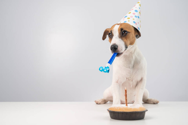 Funny dog Jack Russell Terrier dressed in a birthday cap holding a whistle on a white background. The puppy sits at the table in front of the Candle Pie - Foto, imagen