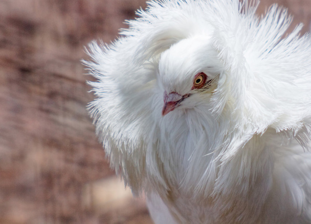 Якобинский голубь, с типичным пернатым элькуелло
 - Фото, изображение