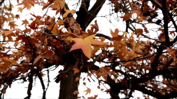 follaje de otoño - Metraje, vídeo