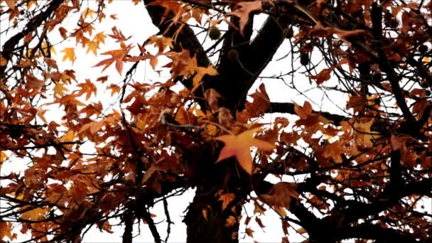 Autumn Foliage - Footage, Video