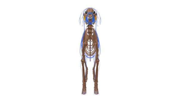 Mięsień dwużołądkowy Mięsień psa Anatomia dla koncepcji medycznej 3D Ilustracja - Zdjęcie, obraz