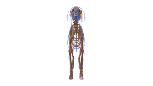 Gastrocnemius μυών Σκύλος Ανατομία μυών Για Ιατρική Έννοια 3D Εικονογράφηση - Φωτογραφία, εικόνα