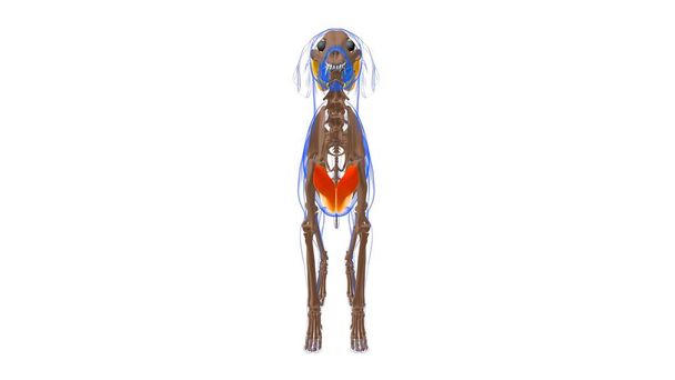 Pectoralis Profundus músculo Anatomía muscular del perro para el concepto médico Ilustración 3D - Foto, imagen