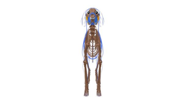 Πρυτανεία Κάπιτις μυών Σκύλος Ανατομία μυών Για Ιατρική Έννοια 3D Εικονογράφηση - Φωτογραφία, εικόνα