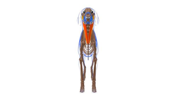 sternocephalicus μυών Σκύλος Ανατομία μυών Για Ιατρική Έννοια 3D Εικονογράφηση - Φωτογραφία, εικόνα
