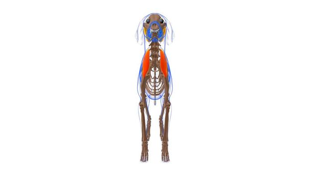 Supraspinatus μυών Σκύλος Ανατομία μυών Για Ιατρική Έννοια 3D Εικονογράφηση - Φωτογραφία, εικόνα