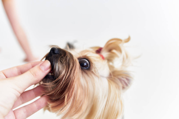 a small dog pet puppy grooming isolated background - Valokuva, kuva