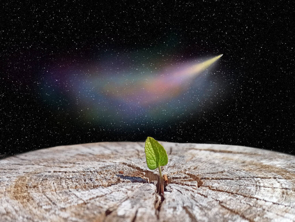 Comet flying in space over cut tree and surviving sapling. Salvation of Earth. Cosmic sky with falling comet above green leaf. Surviving plant. Salvation of mankind Environmental problems of the Earth - Photo, Image