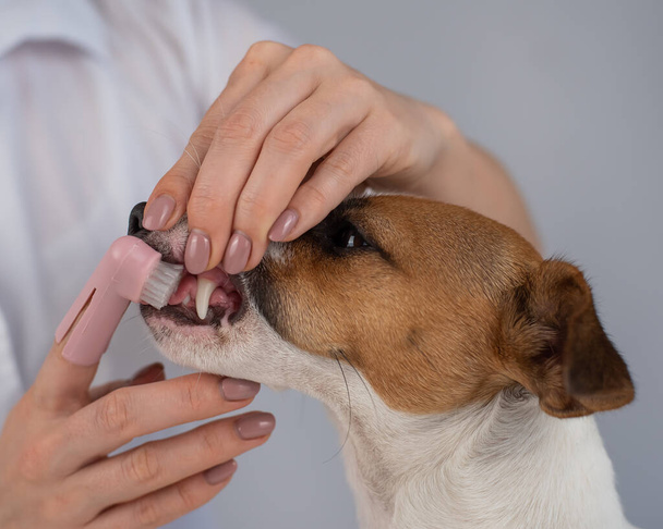 Woman veterinarian brushes the teeth of the dog jack russell terrier with a special brush putting it on her finger. - Photo, Image