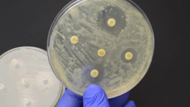 kontrola výsledků pro antimikrobiální rezistenci Diskový difúzní test  - Záběry, video