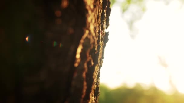 Formiche sul vecchio tronco d'albero - Filmati, video