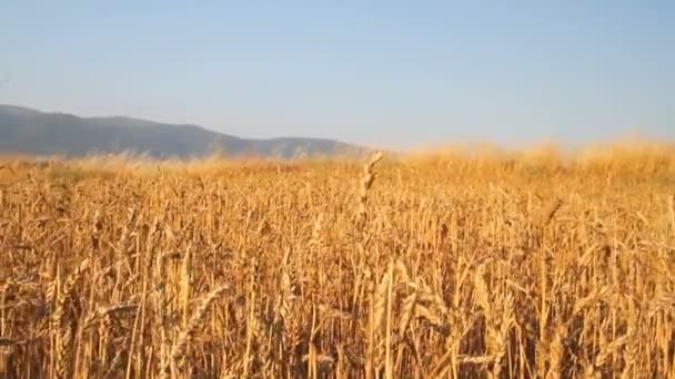Obilné pole s obilím - Záběry, video