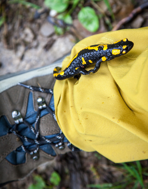 Vuursalamander op wandelschoenen - Foto, afbeelding