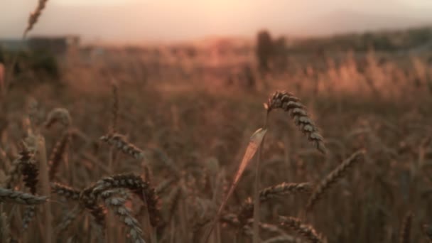Grain veld zonsondergang - Video