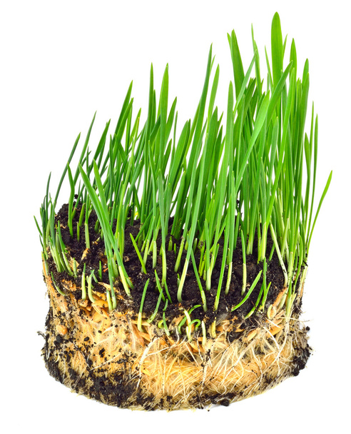 Green wheat grass with roots  - Foto, Imagem