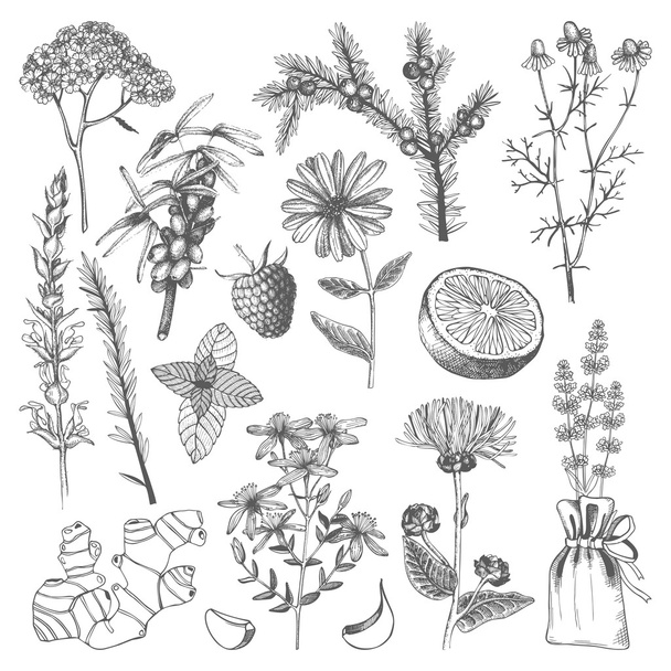 Herbs and plants - Vettoriali, immagini