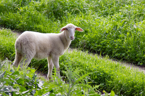 küçük koyun - Fotoğraf, Görsel