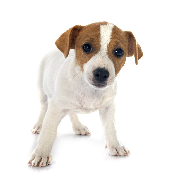 Welpe Jack Russel Terrier - Foto, Bild