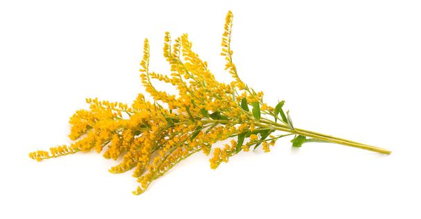 Golden Solidago virgaurea flowers isolated on white background. Ragweed bushes or Ambrosia artemisiifolia. Medicinal herbal plant. - Photo, Image