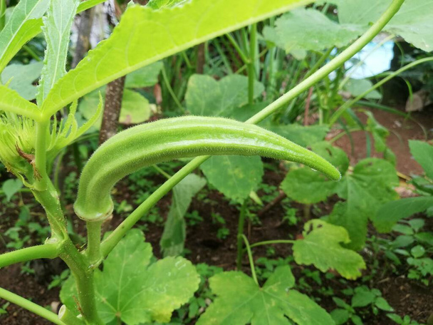 Okra groente op de plant in de boerderij. Okro plant groeit in de tuin | Abelmoschus esculentus | ochro - Foto, afbeelding