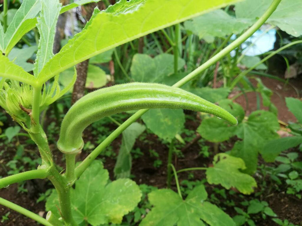 Okra Gemüse auf der Pflanze im Bauernhof. Okro-Pflanze wächst im heimischen Garten | Abelmoschus esculentus | ochro - Foto, Bild