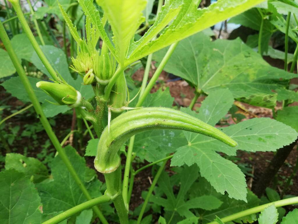 Okra vegetal en la planta en la granja. Planta Okro creciendo en el jardín caseroAbelmoschus esculentus jalá ochro - Foto, Imagen