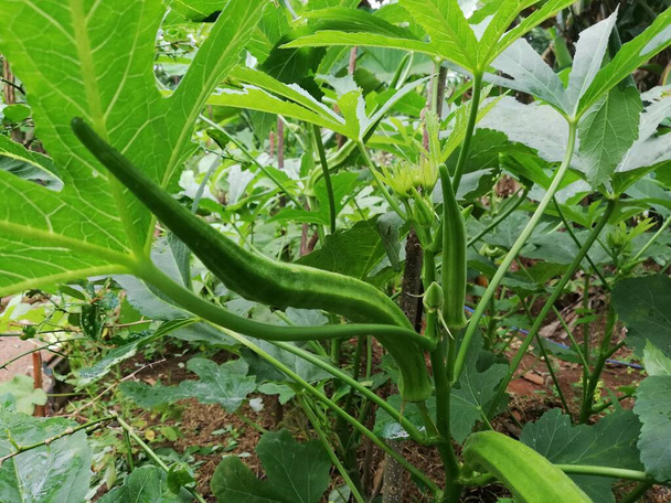 Çiftlikteki bitkide bamya sebzesi. Abelmoschus esculentus (Abelmoschus esculentus-124; ochro) bahçesinde yetişen okro bitkisi. - Fotoğraf, Görsel