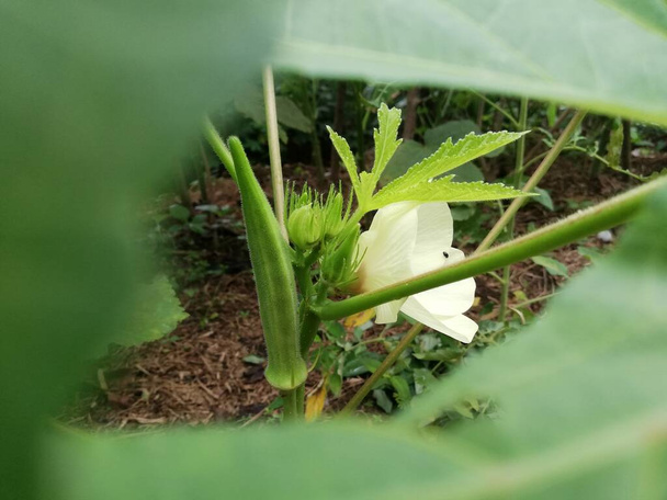 Окра и цветок, пальцевое растение, цветущее среди Абельмоша Эскулента - Фото, изображение