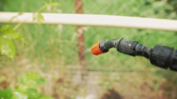 Садівник збриває виноград
 - Кадри, відео