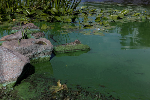 Ανθισμένο πράσινο νερό με πέτρες. Χημική και βιολογική μόλυνση του νερού. Σκουπίδια. Η ρύπανση του περιβάλλοντος. Αφηρημένη πολύχρωμη υφή. Κίεβο Ουκρανία, ο ποταμός Δνείπερου. - Φωτογραφία, εικόνα
