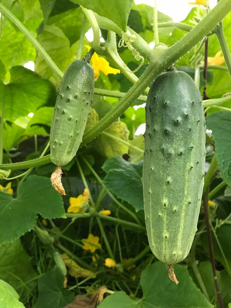 Growing and blooming young cucumbers on a branch in a greenhouse. Young plants blooming cucumbers with yellow flowers, close-up on a background of green leaves - Photo, Image