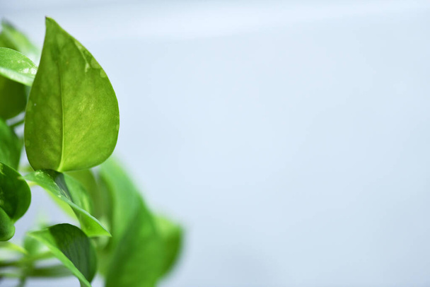 grüne frische Pflanzentherapie Syngonium - Foto, Bild