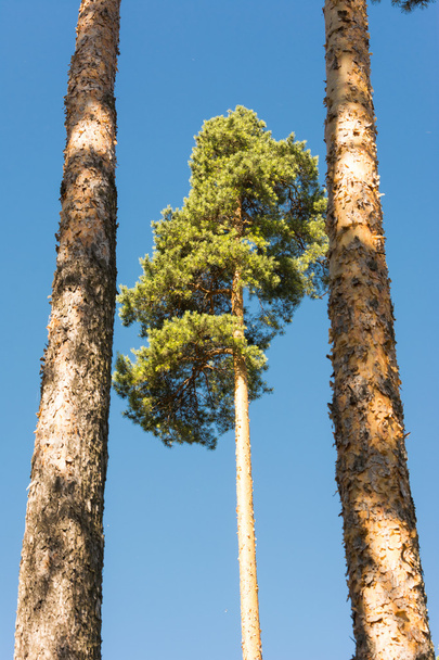 High pine trunks, lush crown and soft blue sky - Fotó, kép