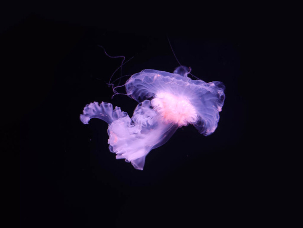 Gyönyörű rózsaszín medúza makró nézet elszigetelt fekete háttér, tengeri fotózás, tengeri természet gyönyörű lények, medúza - Fotó, kép