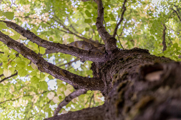 Tree from bottom to top branch and sky - Zdjęcie, obraz