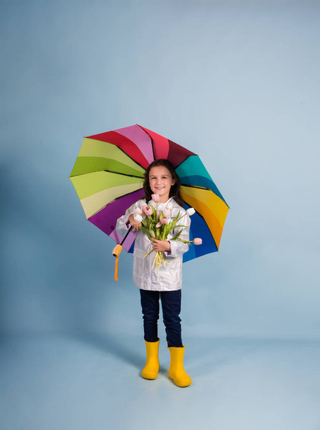 a little girl in a raincoat and yellow rubber boots holds a multicolored umbrella and a bouquet of tulips on a blue background - Photo, Image