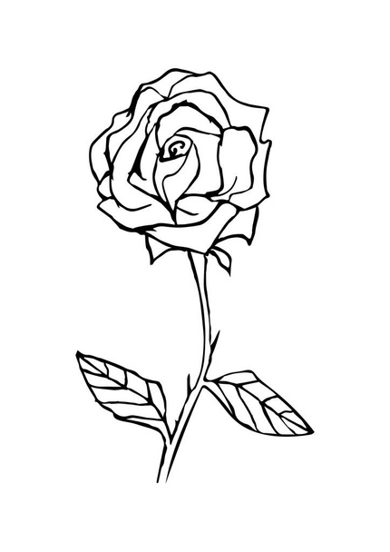 Rosa disegnata a mano fiore in bianco e nero per elemento di design e pagine di libri da colorare per bambini. Illustrazione floreale del vettore doodle. A4 facile da stampare. - Vettoriali, immagini