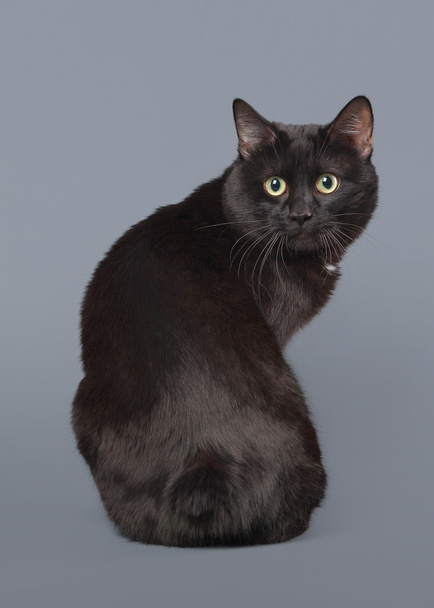 Kuril bobtail cat on a gray background - Фото, зображення
