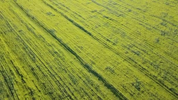 Желтое рапсовое поле, полет над рапсом на молдавском приисковом поле - Кадры, видео