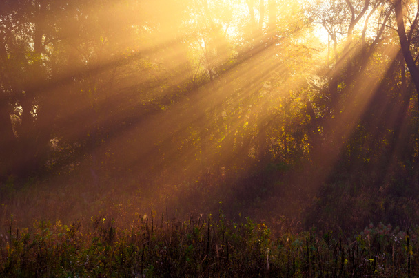 Солнце лучи тщательно деревьев и зелени
 - Фото, изображение