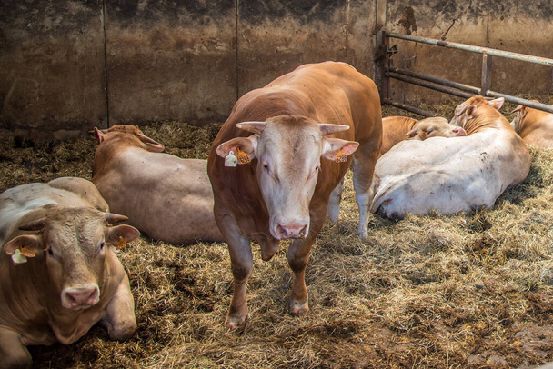 Texel, Niederlande. August 2021. Jungbullen im Stall einer Rinderfarm - Foto, Bild