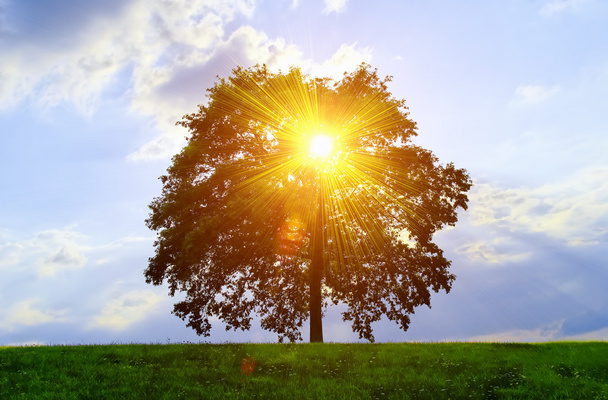 Un arbre isolé avec effet soleil
. - Photo, image