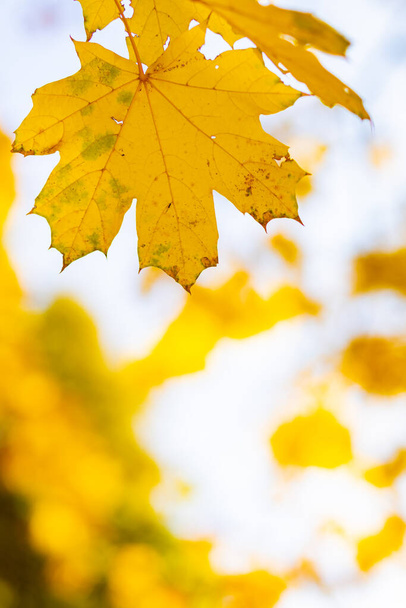 Yellow autumn leaves on trees. Autumn nature background with bokeh. Maple leaves, fall background - Foto, imagen