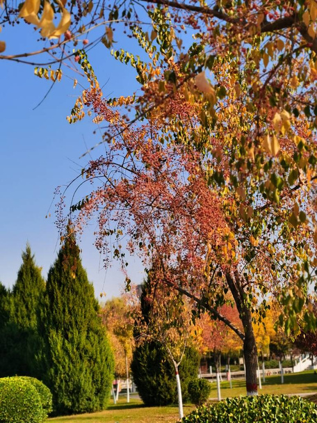 autumn landscape with colorful trees - Fotó, kép