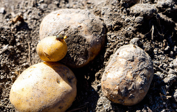 Картофельный жук в своих последних попытках выжить за счет этих клубней - Фото, изображение
