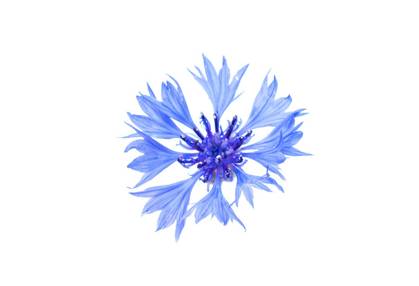 flor de ambrosía
  - Foto, Imagen