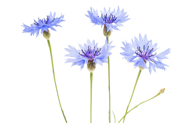 Knapweed flowers - Valokuva, kuva