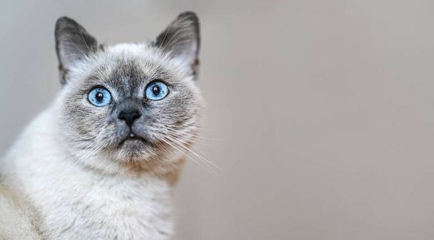 Older gray cat with piercing blue eyes, closeup detail, space for text right side - Valokuva, kuva